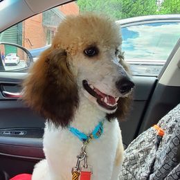 Sable - Poodle