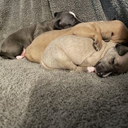 Italian Greyhound Puppies from Kentucky Greyhounds