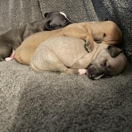 Italian Greyhound Puppies from Kentucky Greyhounds