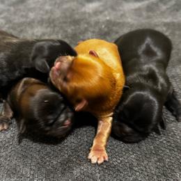 Boy 3 - Black male Shih Tzu puppy in Detroit, Michigan from Friends4everkennel LLC