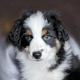Shazam - Black Tri Male - Black tri male Miniature Australian Shepherd puppy in Taunton, Massachusetts from Checkered Flag Champions Mini Aussies