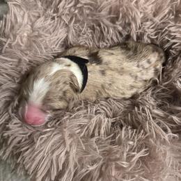 Flint - Red merle male Aussiedoodle puppy in Kensington, Ohio from Hickory Hideaway Doodles