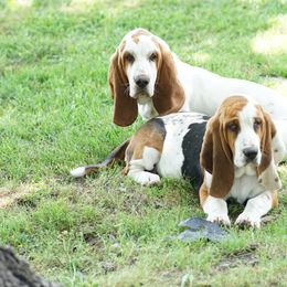 Basset Hounds and Bloodhounds from HNH Hounds