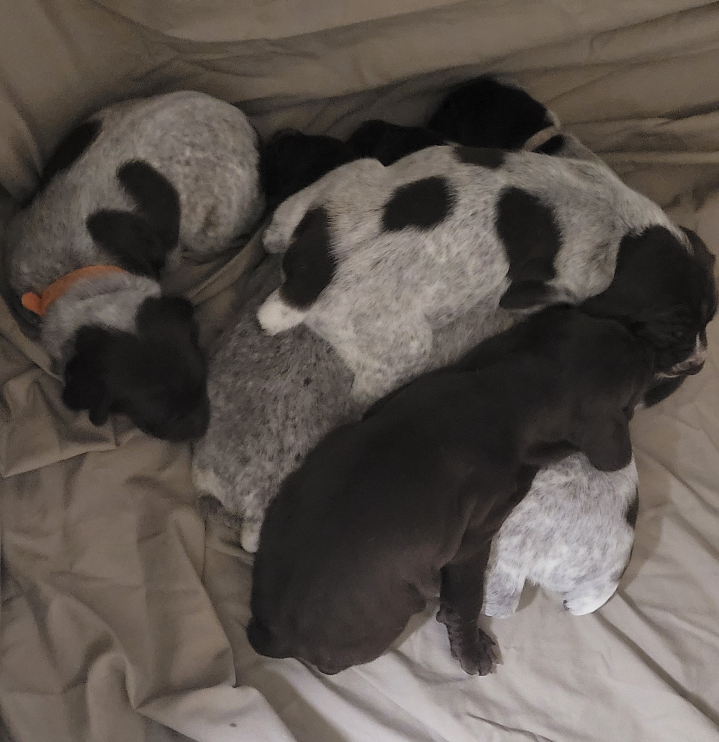 German Shorthaired Pointer Puppies from Stoney Fork German Shorthaired Pointers