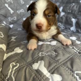 Peter - Red tri-color male Miniature American Shepherd puppy in Iola, Kansas from Elm Creek Minis