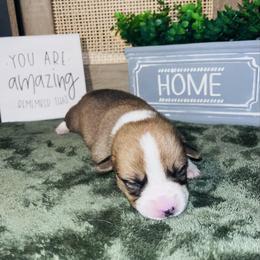 Boy 4 - White and red male Pembroke Welsh Corgi puppy in Chesterton, Indiana from Oliver Pembroke Welsh Corgis