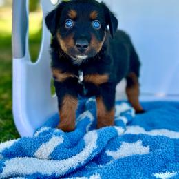 Dr. Pepper - Black tri male Miniature Australian Shepherd puppy in Lincoln, California from Country Dreams Mini Aussies