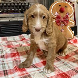 Blitzen - Caramel male Australian Labradoodle puppy in Harrisonville, Missouri from Blessed Day Doodles