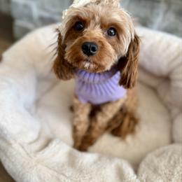 Ruby - Cavapoo