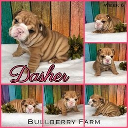 Bulldog Puppies from Bullberry Farm
