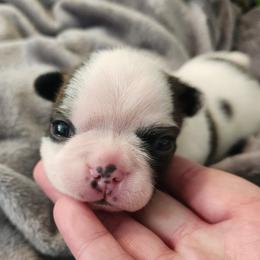 Green collar - Brindle and white male Boston Terrier puppy in Shreveport, Louisiana from Cristi's Port Bostons