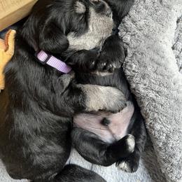 Miniature Schnauzer Puppies from Chantel's Miniature Schnauzers