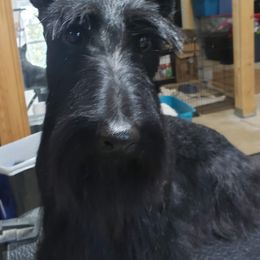 Annie - Scottish Terrier