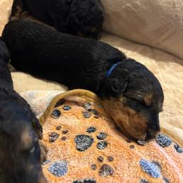 Denver - Black and tan male Airedale Terrier puppy in Huntersville, North Carolina from Cool Hand Luke Kennels