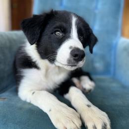 Levy - Black and white male Border Collie puppy in Surgoinsville, Tennessee from Smokey Mountain Vizslas & Border Collies