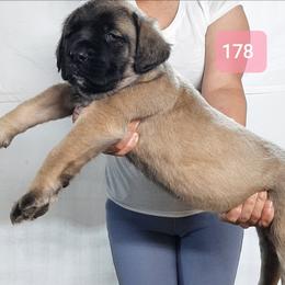 AKC PUP 178 - Fawn female Mastiff puppy in Ava, Missouri from Ozark Mountain Mastiffs