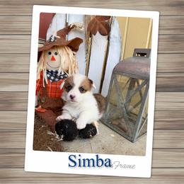 Simba - White and red male Pembroke Welsh Corgi puppy in Athens, Alabama from Southern Sass Corgis