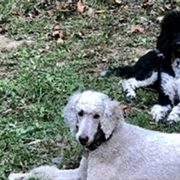 Poodles from Jacks Mountain Standards