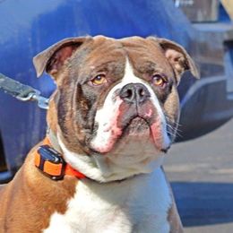Koba - Alapaha Blue Blood Bulldog
