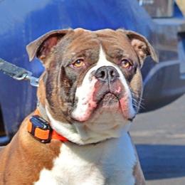Koba - Alapaha Blue Blood Bulldog