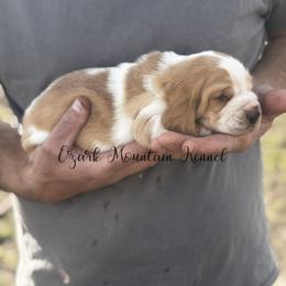 Blue boy - Red and white male Basset Hound puppy in Conway, Missouri from Ozark Mountain Kennel