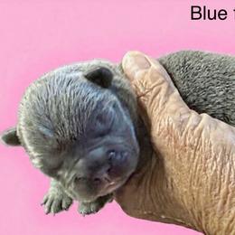 Blue 2 - Blue female French Bulldog puppy in Clifton, Texas from Blue Ribbon French Bulldogs