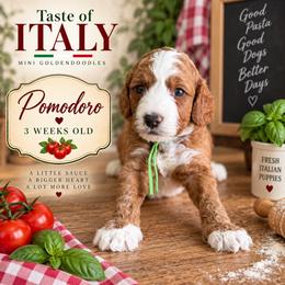 Pomodoro - Red  male Goldendoodle puppy in Miami, Florida from Jade’s Paws & Co. Of Miami LLC
