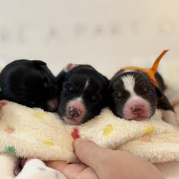 Australian Shepherd Puppies from Colorful Dreamers Australian Shepherds