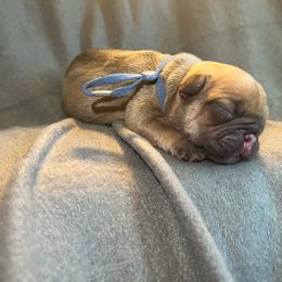 Blue collar Blue fawn OFA'd parents - Blue fawn male French Bulldog puppy in Billings, Montana from Montana Made Frenchies