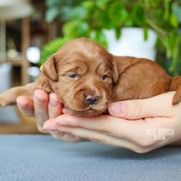 Bee - Red  female Goldendoodle puppy in Salado, Texas from Red Ranch Dogs