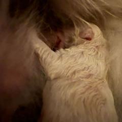 Maremma Sheepdog Puppies from Wildsong Farm