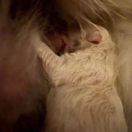 Maremma Sheepdog Puppies from Wildsong Farm