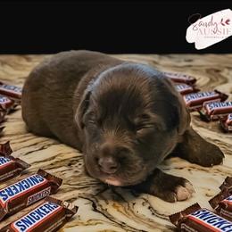 Snickers - Red tri-color male Australian Shepherd puppy in Fultonville, New York from Sandy Aussies & Pomeranians