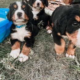 Bernese Mountain Dog Puppies from Pleasant Lake Bernedoodles & BMDs
