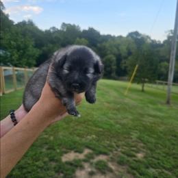 Sebastion - Wolfgray and black male Keeshond puppy in Logan, Ohio from Hocking Hills Keeshonds