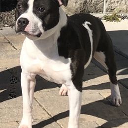 Staffordshire Bull Terrier All Grown Up from Moonstruck Staffords