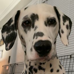Claire - Dalmatian