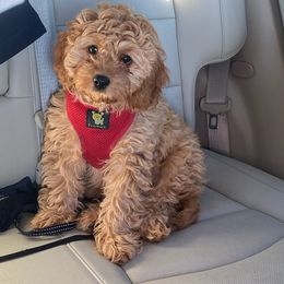 Cavapoo and Portuguese Water Dog Puppies from Gulf Coast Puppies