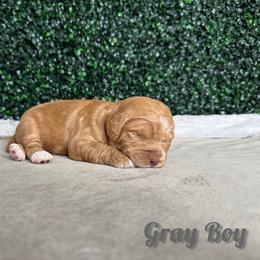 Gray Boy - Red male Bernedoodle puppy in Modesto, California from Two Doods Doodles