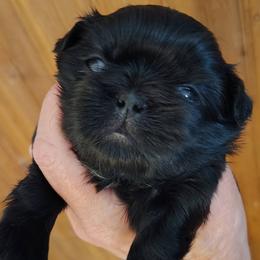 Allison - Allie - Black female Shih Tzu puppy in Palmyra, New York from Karen's Tzus of Palmyra-Macedon