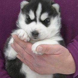 Siberian Husky Puppies from Zuska Siberians