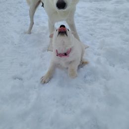 German Shepherd Puppies from Arctic Argonauts