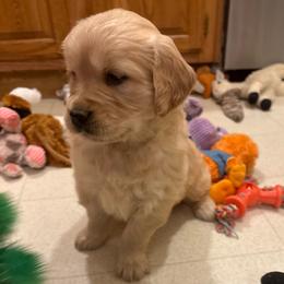 Rosie - Golden female Golden Retriever puppy in Grant County, Indiana from On The Sunny Side Pavey Farms
