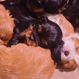 Roundello - Black and tan male Cavalier King Charles Spaniel puppy in Winthrop, New York from McMahon's Cavalier King Charles Spaniels