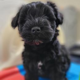 Kruiz - Black male Miniature Schnauzer puppy in Crestview, Florida from Mert's Creek Miniature Schnauzers