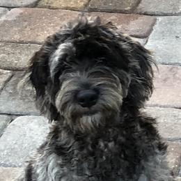 Lilu - Goldendoodle
