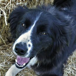 Millie - Border Collie