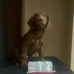 Ken - Brown male Chesapeake Bay Retriever puppy in Wisconsin Dells, Wisconsin from Kilbourn Chesapeakes