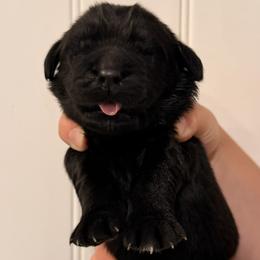 Taylor Swift - Black female Newfoundland puppy in Tully, New York from Bear Paw Newfoundlands