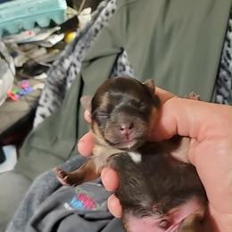 Boy 2 - Orange sable male Pomeranian puppy in Tulsa County, Oklahoma from CP Kennels